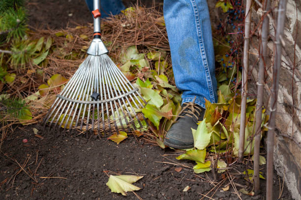 Metal rake collect fallen pine needles close-up