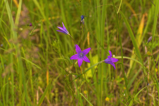 Wildflowers. Campanula patula or spreading bellflower. Delicate bellflower with narrow and pointed leaves