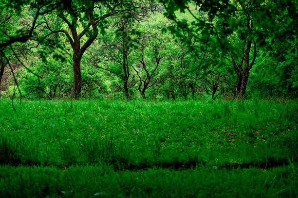 Silent forest. Natural landscape formed by tree trunks