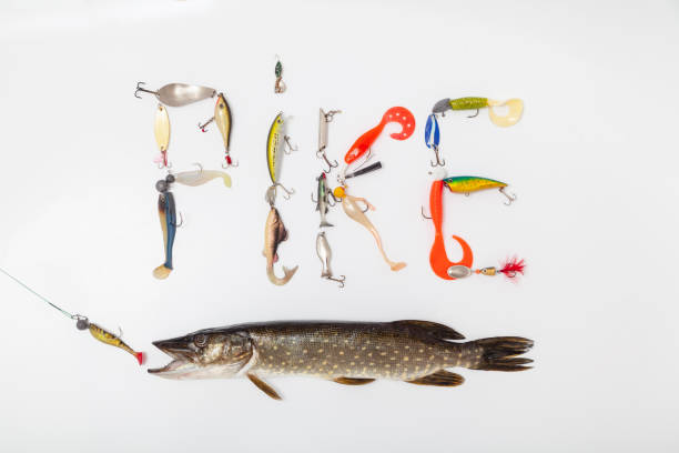 istock Pike and artificial bait lie on white background 2156676680