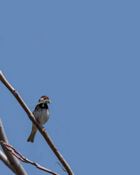 istock Spanish Sparrow, Passer hispaniolensis, male, with nesting material 2156677020