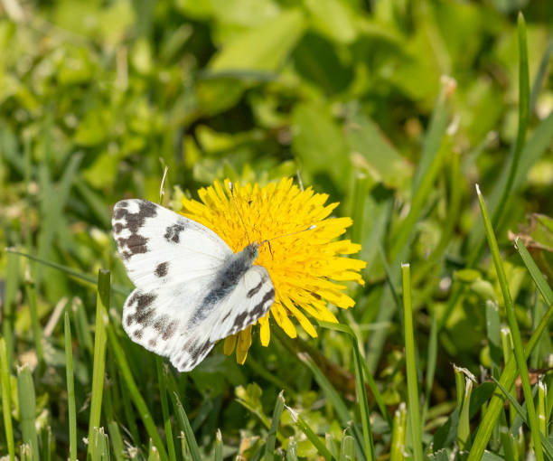 An Eastern Bath White butterfly, Pontia edusa, nectaring on a dandelion flower. Bulgaria.