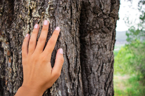 istock Young female hand touches a tree trunk in nature 2156677991