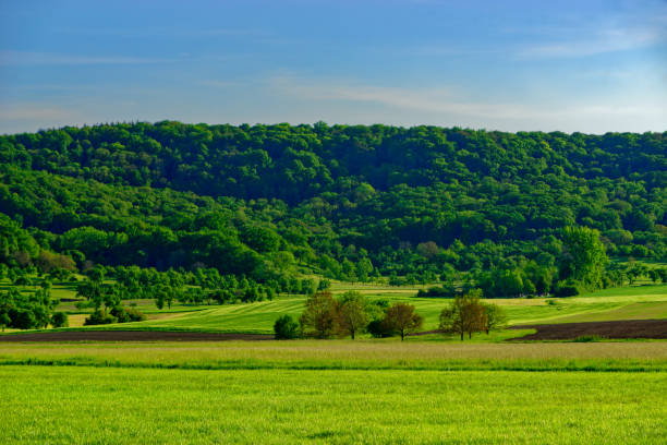 A tranquil landscape showcasing a lush, green grassy hill set against a backdrop of blue skies and white clouds.  Scene is from West Liberty West Virginia