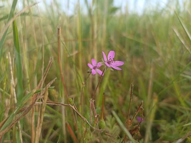 istock Erodium cicutarium, also known as common stork's-bill, redstem filaree, redstem stork's bill or pinweed 2156678513