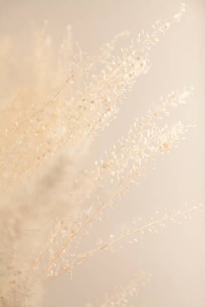 istock Sprigs of grass on a blurred background 2156679148