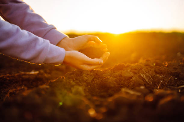Women's hands sort through black soil in the field. A woman farmer checks the quality of the soil. Ecology, agriculture concept. Nature healthy food.