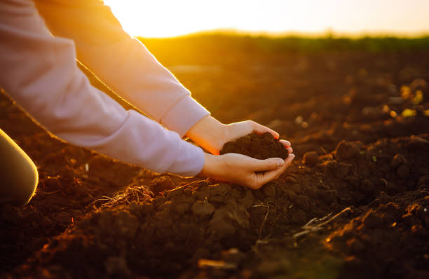 istock Women's hands sort through black soil in the field. 2156680189