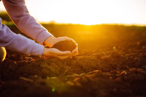 istock Women's hands sort through black soil in the field. 2156680191