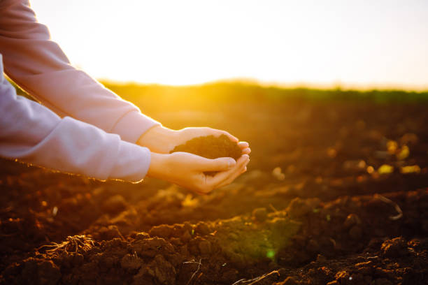istock Women's hands sort through black soil in the field. 2156680259