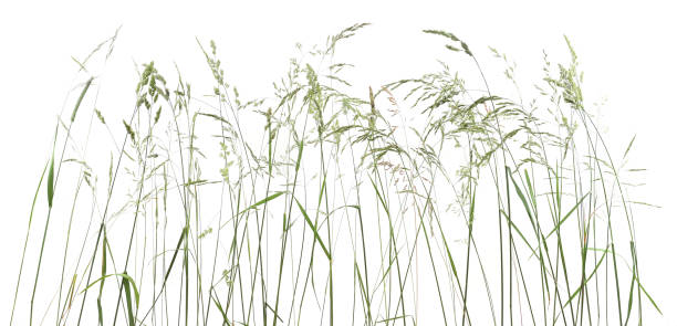 istock Bent grasses spikelet flowers wild meadow plants isolated on white background. 2156680384
