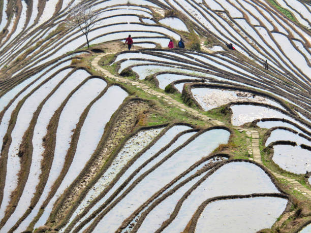 istock Terraced Rice Fields - Guanji Province, China 2156680711