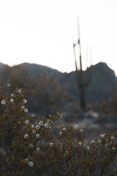 Desert image with mountains, creosote bushes, and cacti