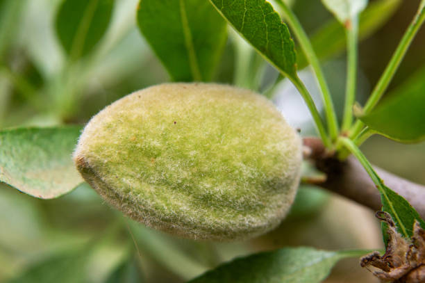 Natural Protective Capsule: Macro of Almond in Pericarp.