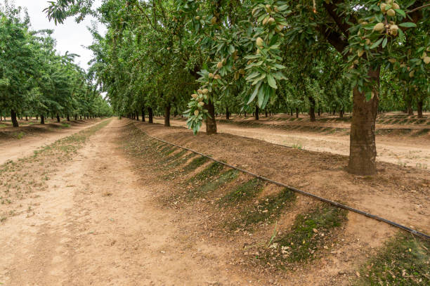 Innovation in the Field: Almond Trees with Drip Irrigation.