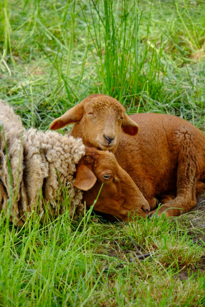 Young white lamb with ewe mother on meadow
