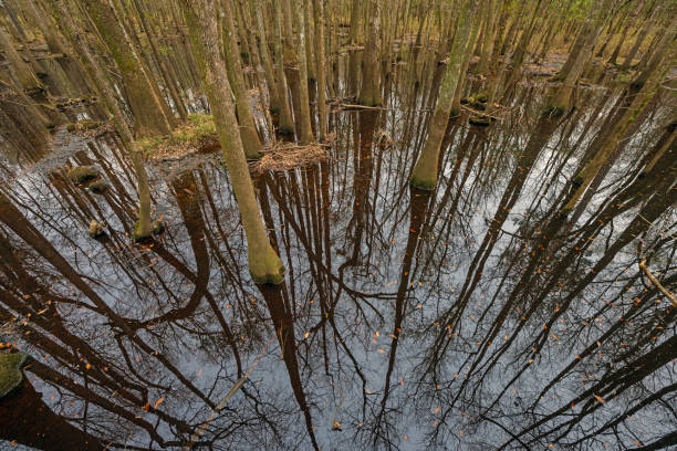 Silent Reflections in a Wetland Forest in Congaree National Park in South Carolina