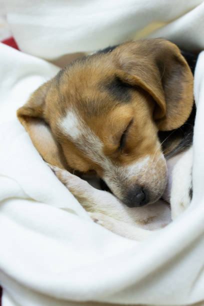 istock beagle puppy dog wrapped in a blanket and sleeping.vertical image. 2156683520