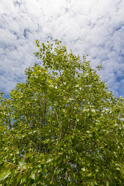 istock birch tree with green foliage in windy weather 2156683959