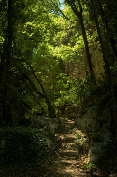 A narrow, shaded forest path surrounded by dense green foliage and rocky terrain, with sunlight filtering through the tree canopy above.. High quality photo