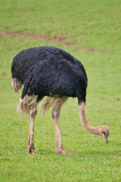 istock Ostrich feeding and resting in a green meadow 2156686617