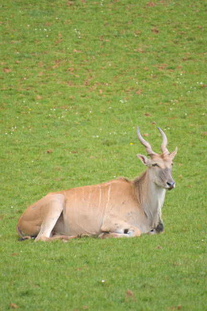 istock Eland Antelopes grazing and resting in a green meadow 2156686619
