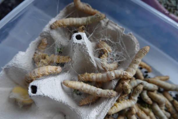 istock silkworms on egg cup producing cocoons, in the background the first cocoon made. final larval stage of the silkworm. 2156689151