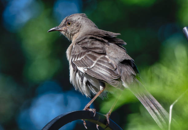 istock A Northern Mockingbird on the perch 2156693316