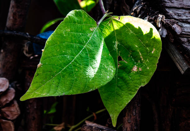 A well veined leaf on the deck garden