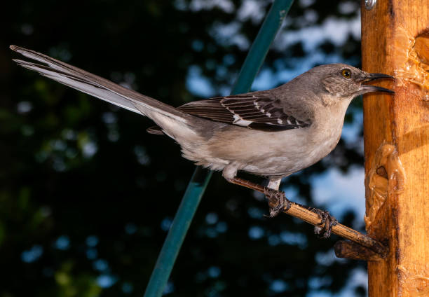istock A Northern Mockingbird on the perch 2156693370