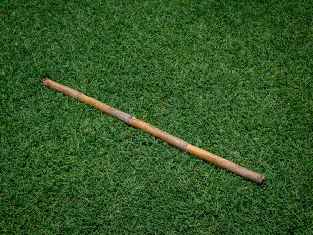 istock dry green bamboo sticks lying on the green meadow 2156700323