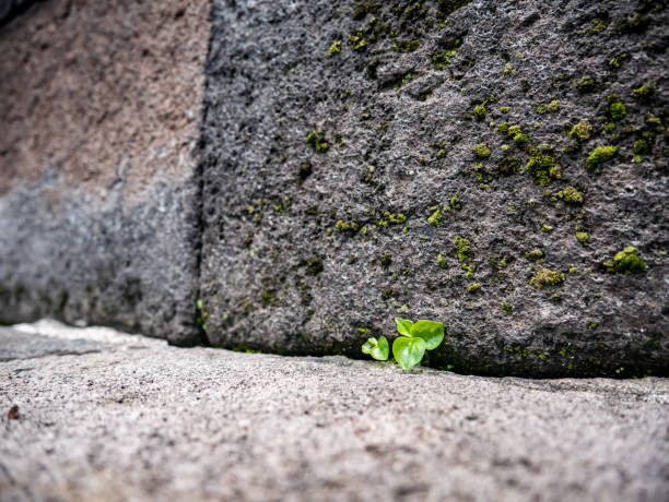 istock a small plant that grows between the stacked temple stones 2156700341