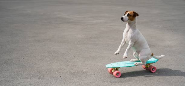 istock The dog rides a penny board outdoors. Jack russell terrier performing tricks on a skateboard 2156701595