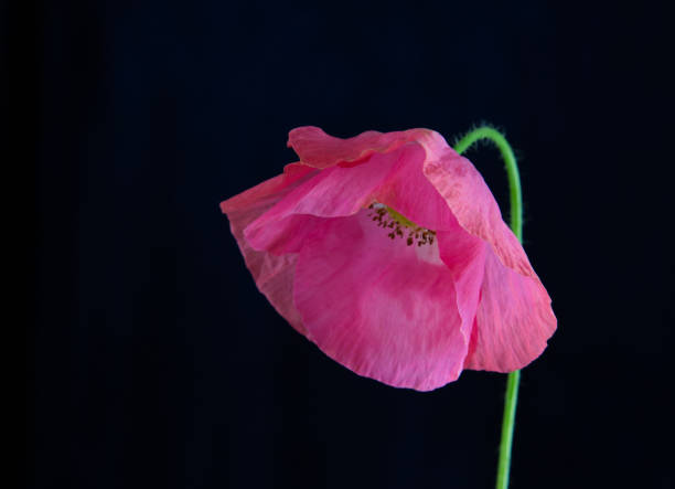 istock pink poppy on dark blue background 2156702546