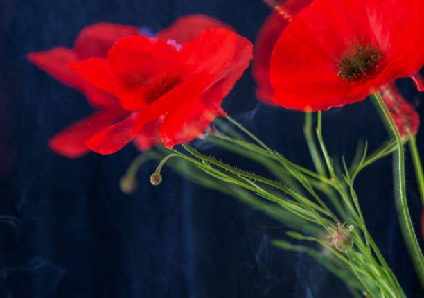 summer flowers on a dark blue background