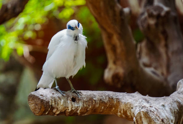 istock Close up of a bird against blurred background 2156703131