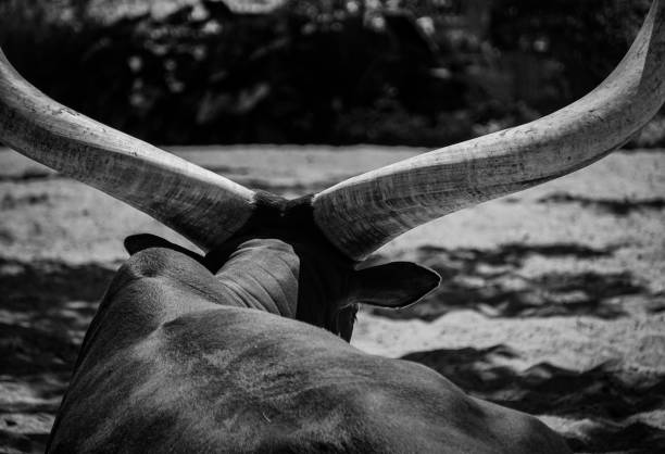Close up of a cattle in black and white