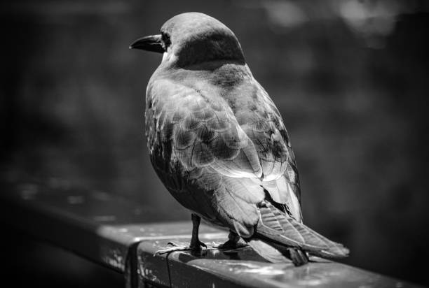 Close up of a bird perching on a railing