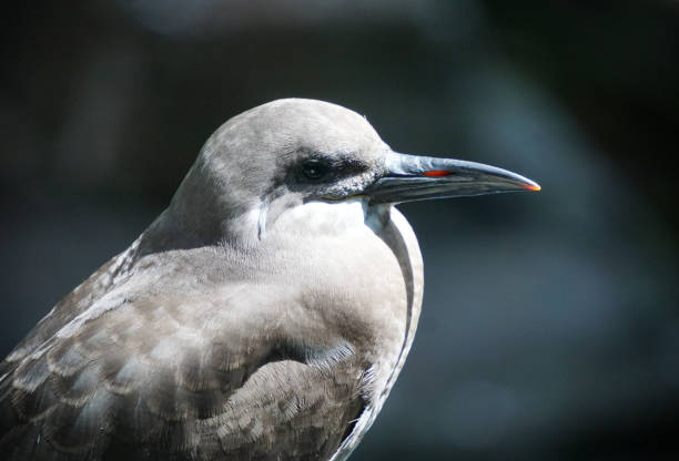 Close up of a bird against blurred background