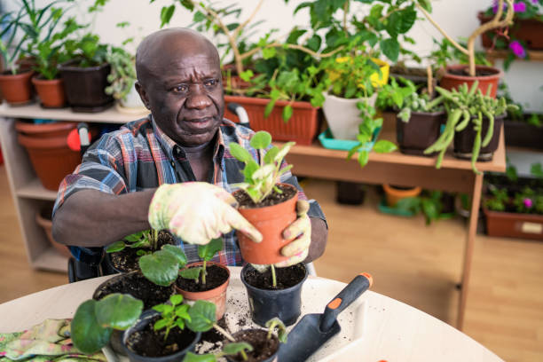 istock An elderly man potting up some houseplants 2156703640