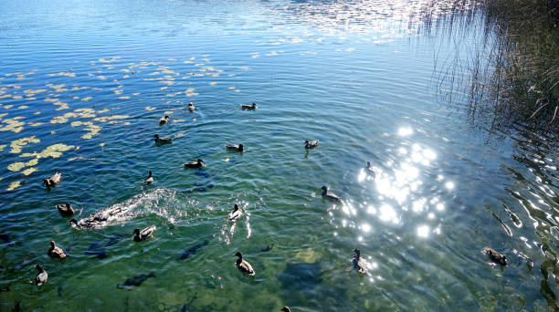 istock High angle view group of ducks on lake in sunny day 2156705396