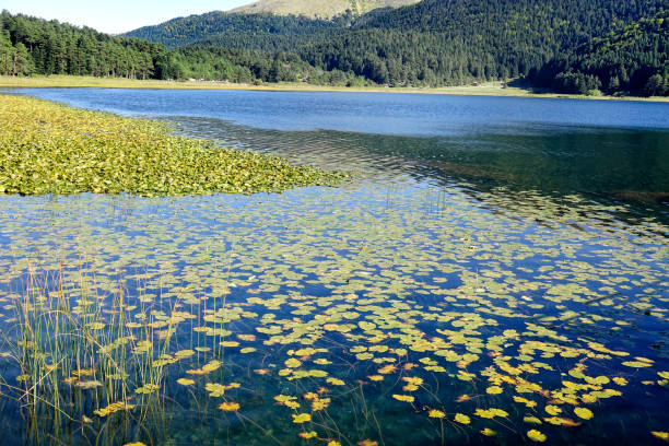 Landscape from Abant National Park,Turkey