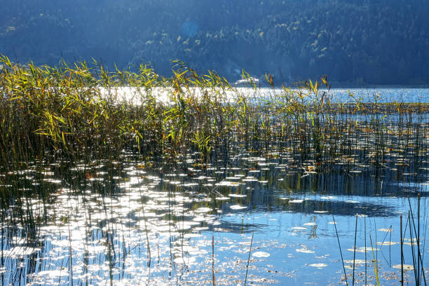 istock Mountainside shiny lake surface with grass and water plants 2156705478