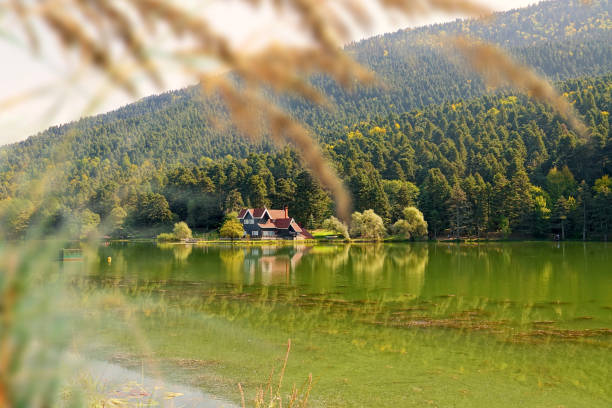 istock Beautiful wildlife reserve, lakeside forest landscape 2156706567