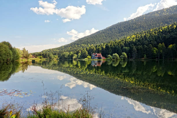 istock Beautiful wildlife reserve, lakeside forest landscape 2156706747
