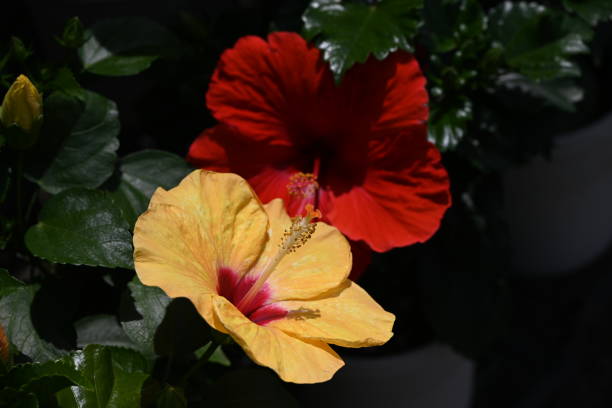 Chinese Hibiscus / Hibiscus Rosa Sinensis