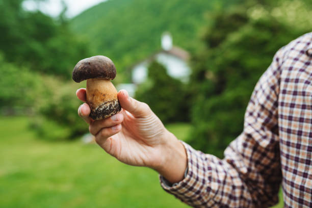 Unrecognizable man holding mushroom / big boletus in his hands
