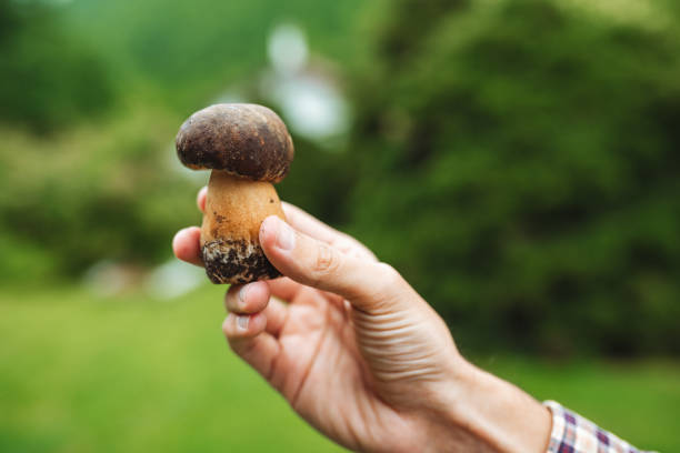 istock Unrecognizable man holding mushroom / big boletus in his hands 2156708107
