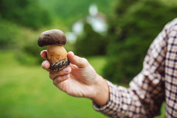 istock Unrecognizable man holding mushroom / big boletus in his hands 2156708111