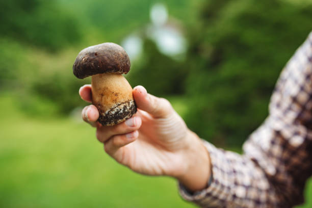 istock Unrecognizable man holding mushroom / big boletus in his hands 2156708113